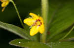 Whorled yellow loosestrife